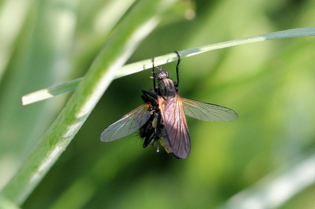 Empididae? Regalo di nozze