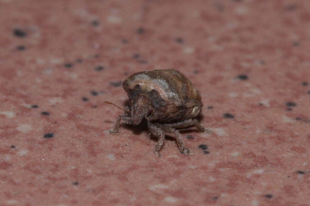 Pentatomidae: Vilpianus galii dell''Emilia