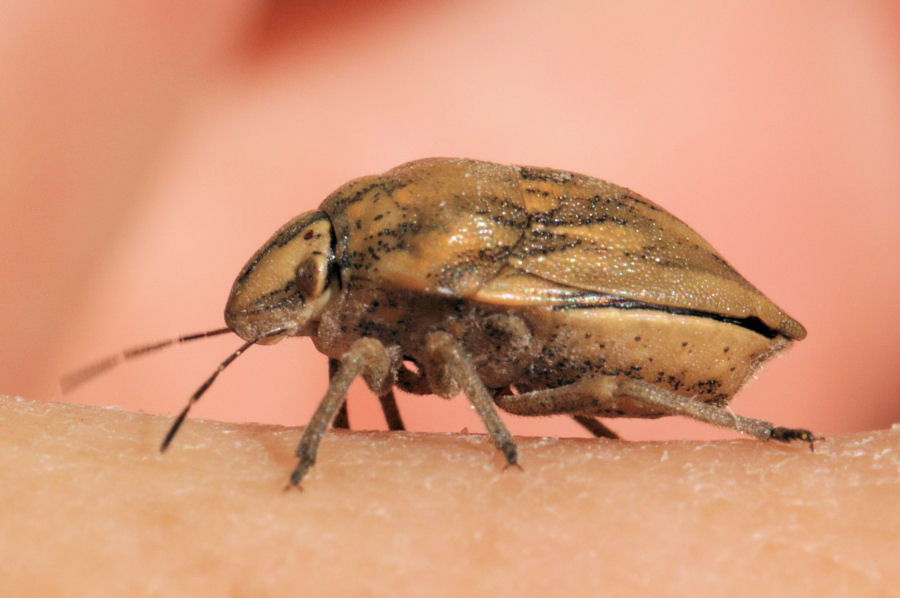 Scutelleridae: Odontotarsus purpureolineatus