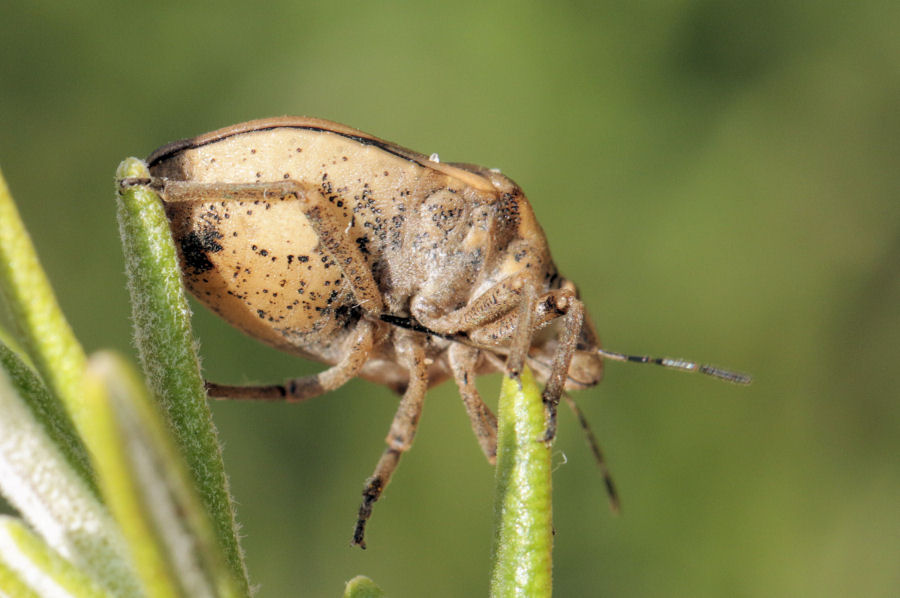 Scutelleridae: Odontotarsus purpureolineatus