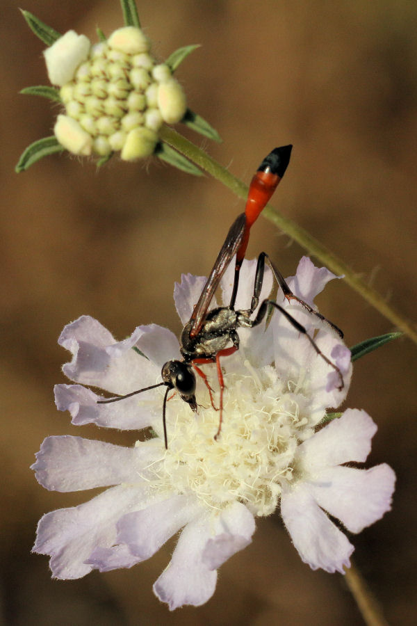 Ammophila heydeni heydeni, Sphecidae