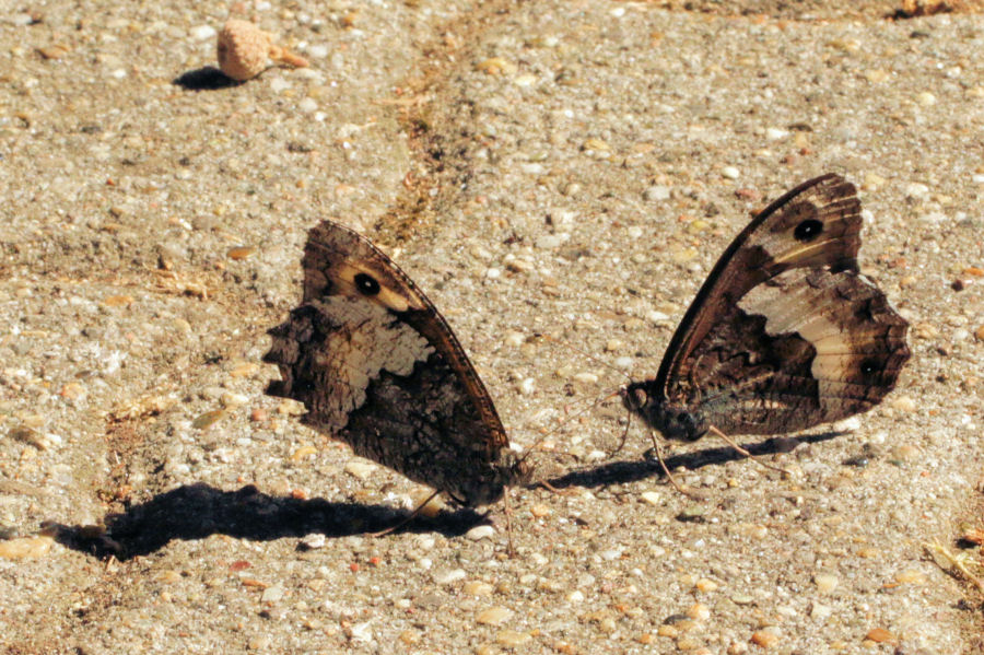 Hipparchia sp.