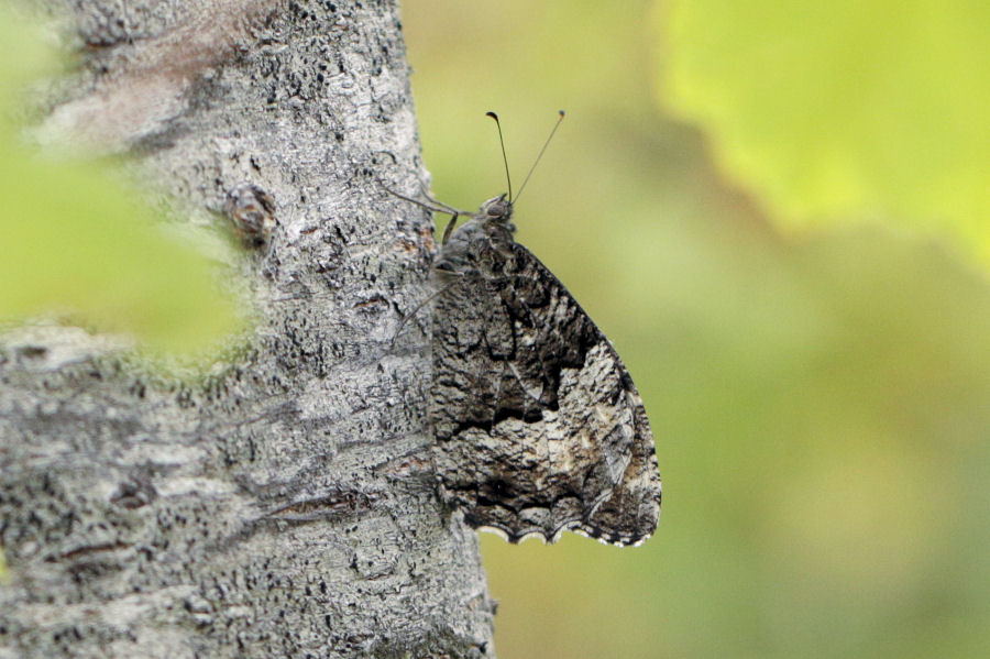 Hipparchia sp.