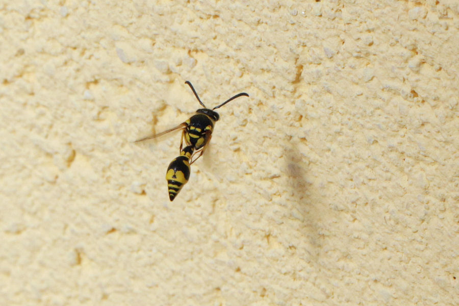 Eumenes sp.