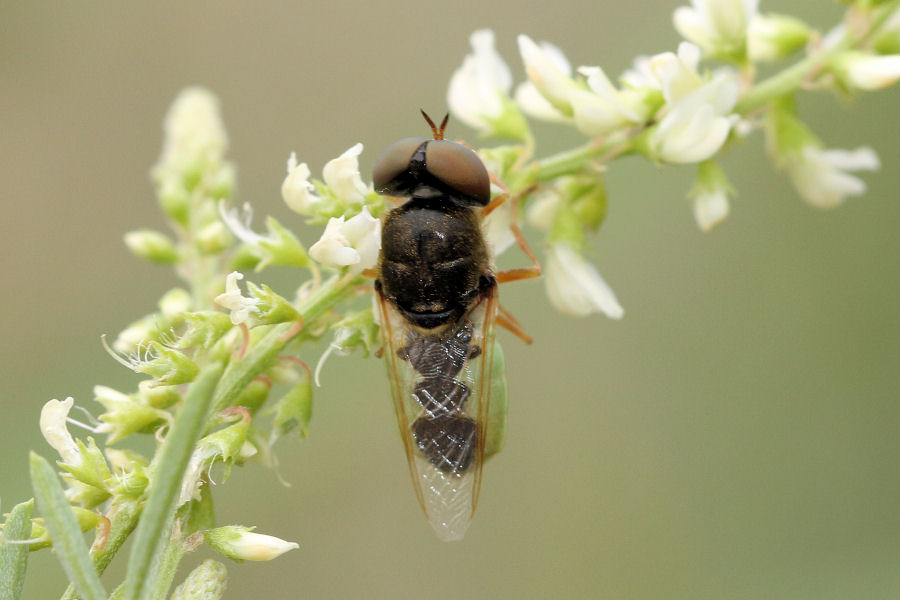 Stratiomyidae: Oplodontha viridula ?  Indeterminato. Maschio trib Odontomyini