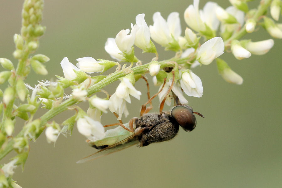 Stratiomyidae: Oplodontha viridula ?  Indeterminato. Maschio trib Odontomyini