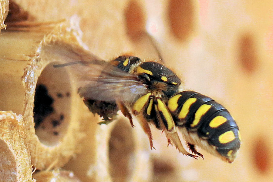 Nido di Anthidium con cambio di inquilino