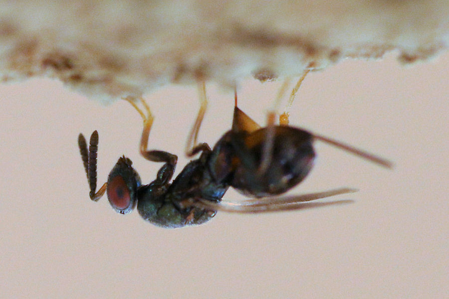 Vespina parassitando nido di Osmia cornuta- Torymidae: cfr. Monodontomerus sp.