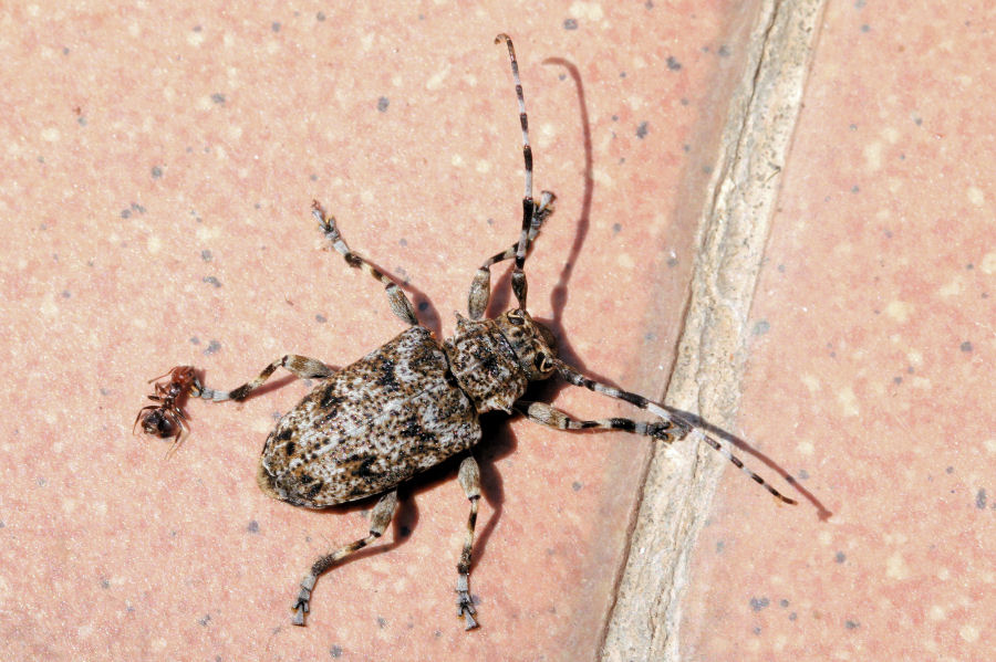 Cerambycidae: Aegomorphus clavipes?  S !