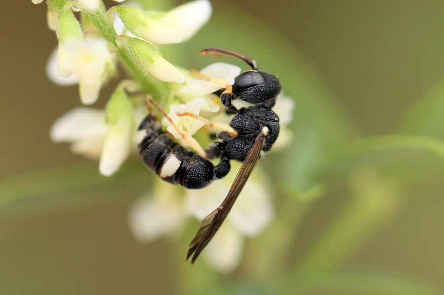 Vespidae Eumeninae?  No, Crabronidae: Cerceris rubida, femmina