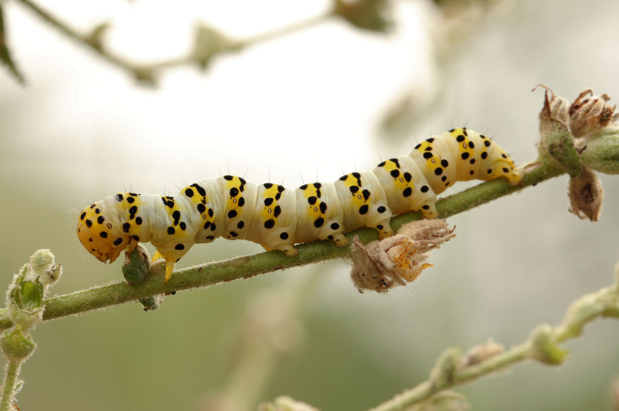 Bruco di Cucullia lychnitis, Noctuidae