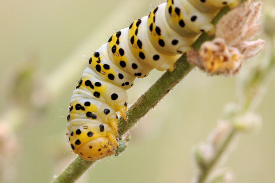 Bruco di Cucullia lychnitis, Noctuidae