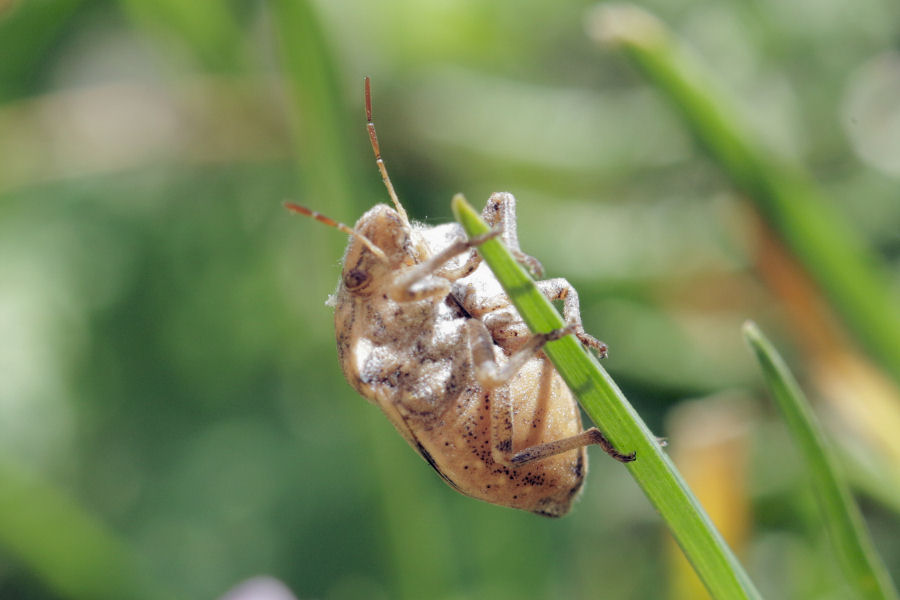 Scutelleridae: Odontotarsus robustus