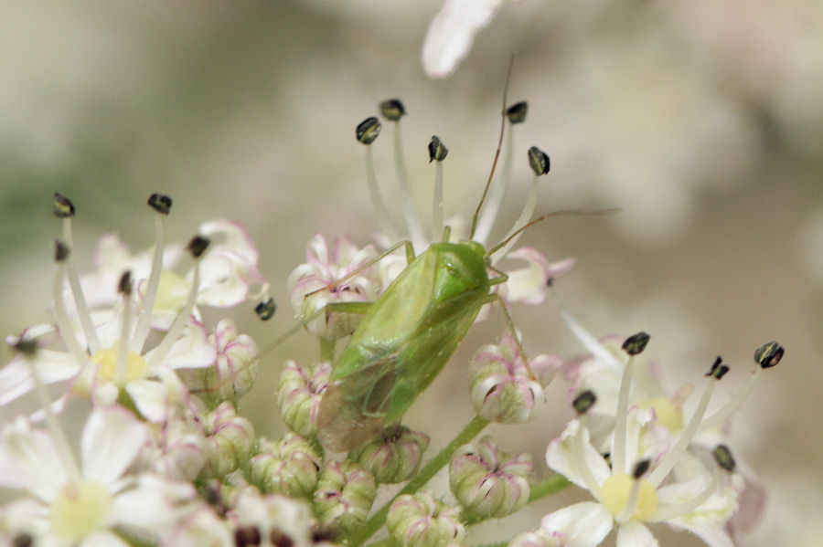 Confronto tra Calocoris affinis e alpestris (Miridae)