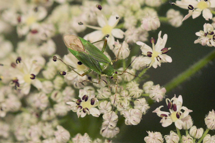 Confronto tra Calocoris affinis e alpestris (Miridae)