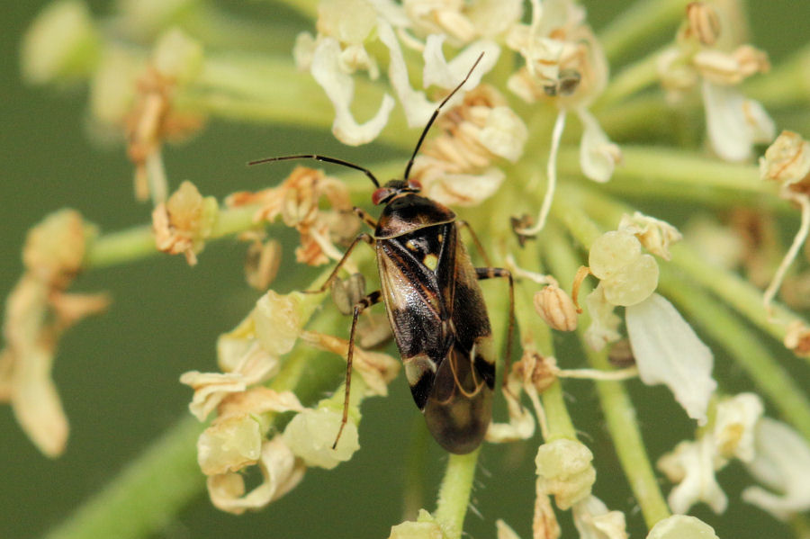 Miridae: Orthops basalis?   S !