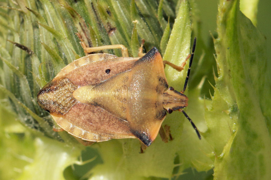 Pentatomidae: Carpocoris fuscispinus