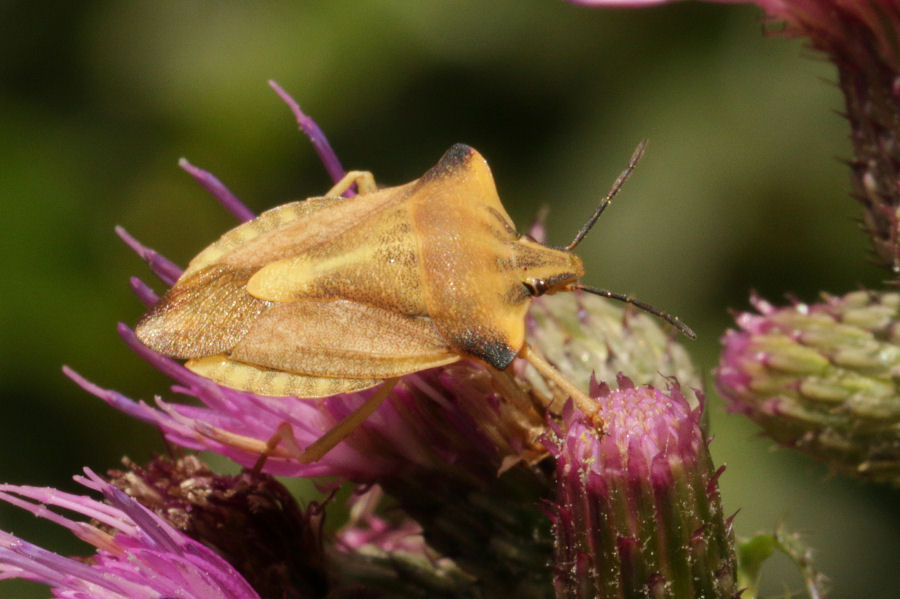 Pentatomidae: Carpocoris fuscispinus