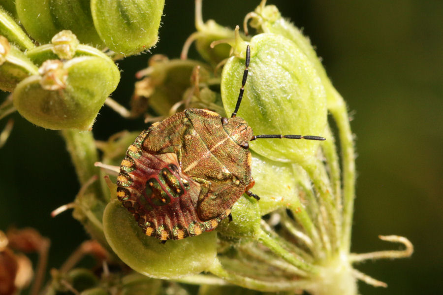 Pentatomidae: Ninfa di Carpocoris melanocerus ?  S !