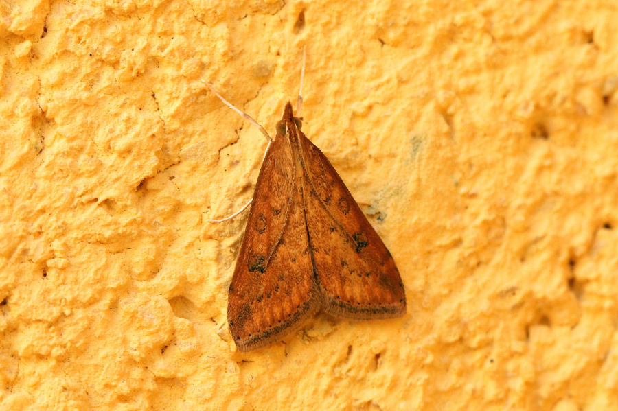 Crambidae: Udea ferrugalis? S