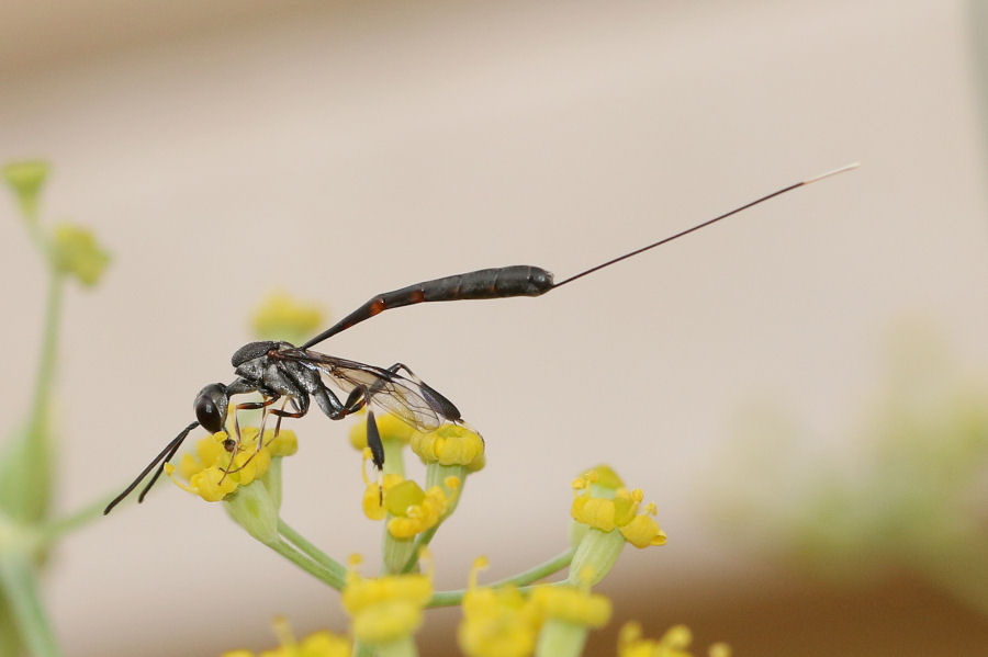 Gasteruption sp. (Gasteruptiidae)