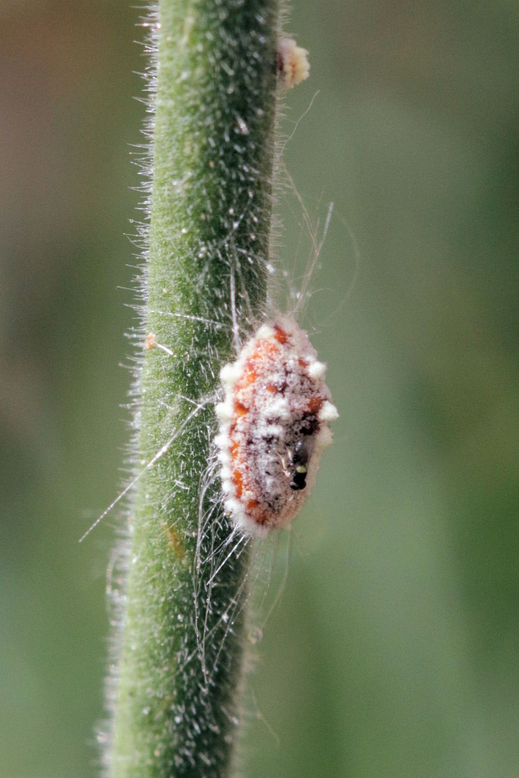 Parassiti di  Icerya purchasi? No, neanidi di  Icerya purchasi (Margarodidae)