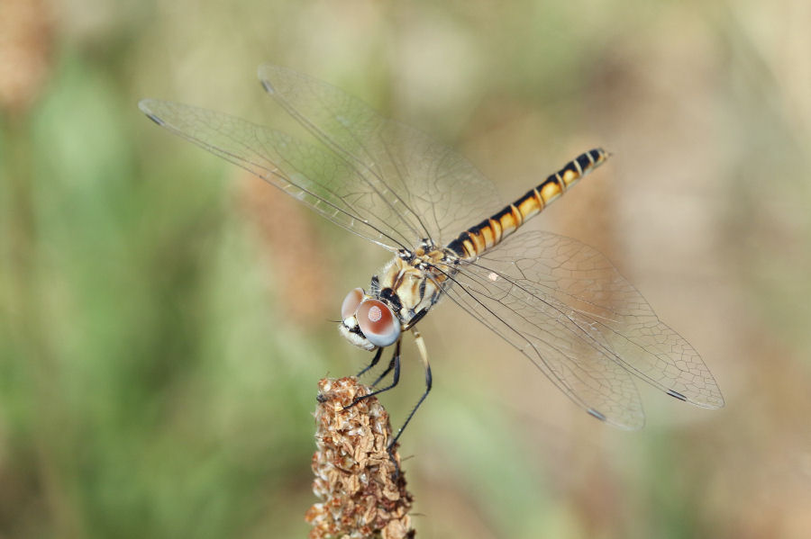 Femmina di Selysiothemis nigra? S