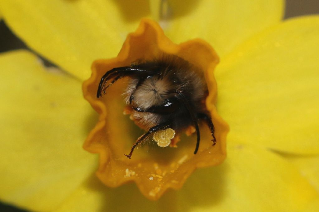 Osmia cornuta - riparo notturno