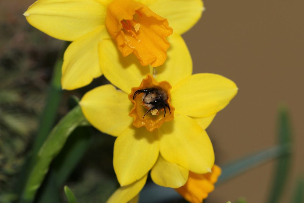 Osmia cornuta - riparo notturno