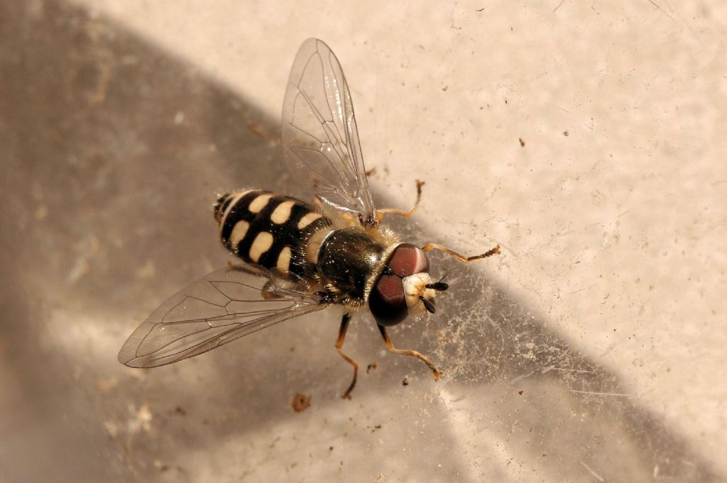 Syrphidae: Eupeodes sp.? Si, E. corollae, maschio