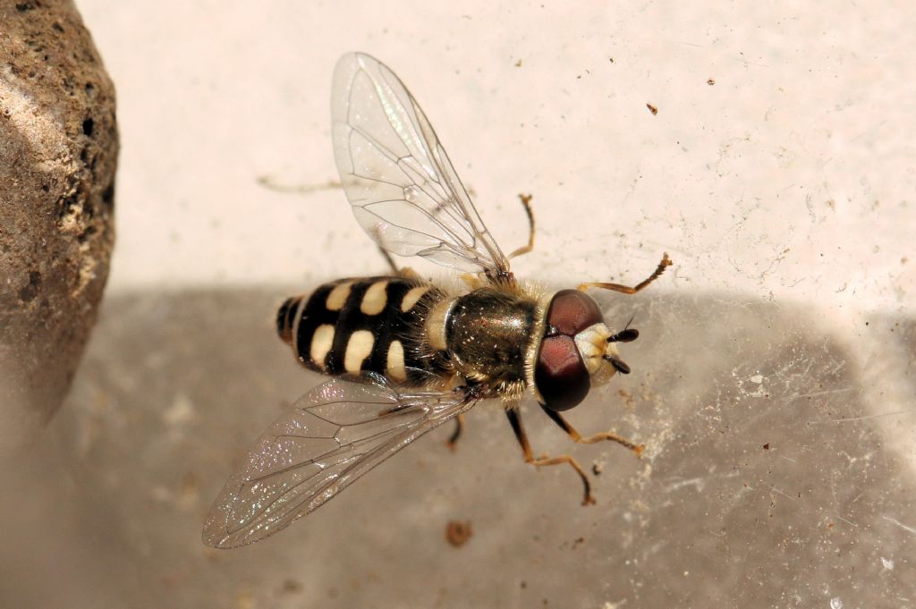 Syrphidae: Eupeodes sp.? Si, E. corollae, maschio