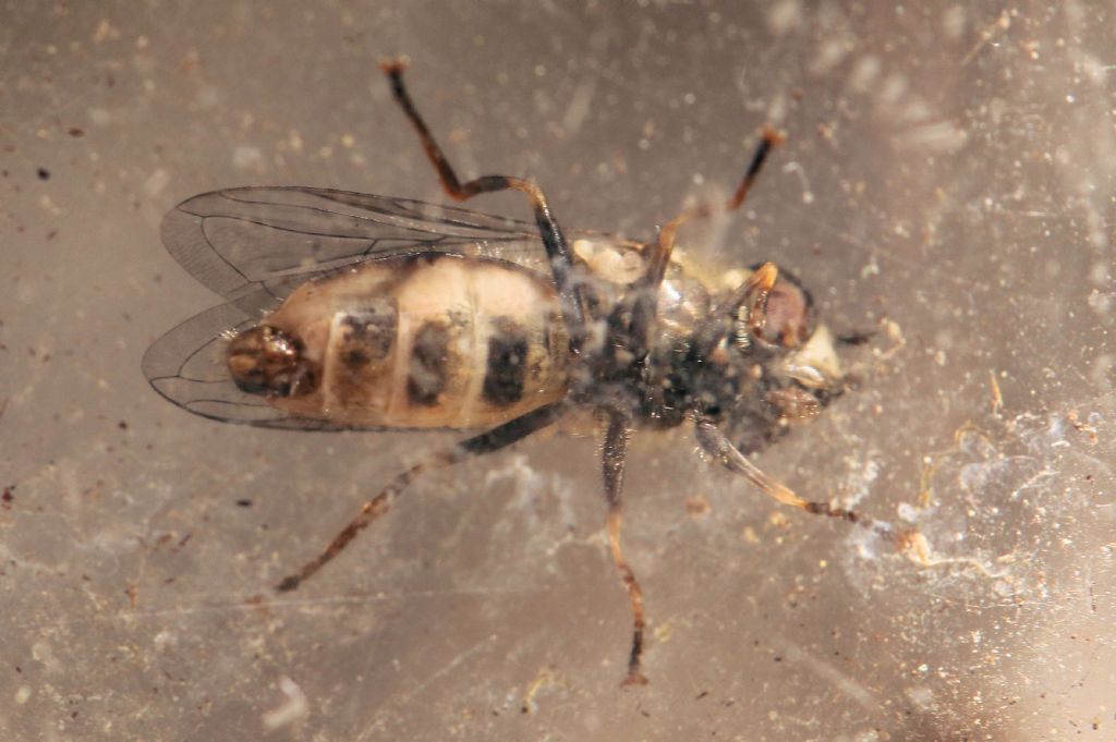 Syrphidae: Eupeodes sp.? Si, E. corollae, maschio