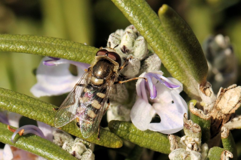 Syrphidae: Eupeodes sp.? Si, E. corollae, maschio