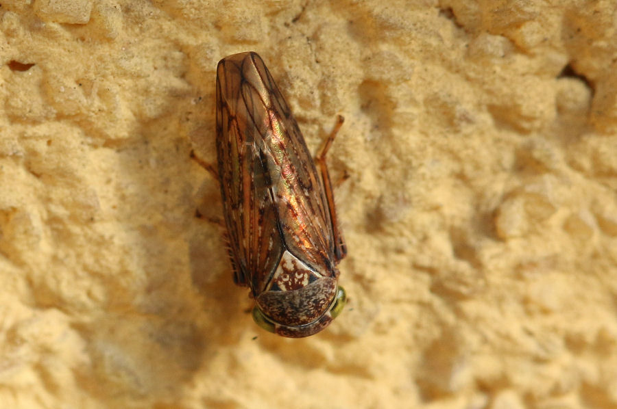 Cicadellidae Idiocerinae da id.
