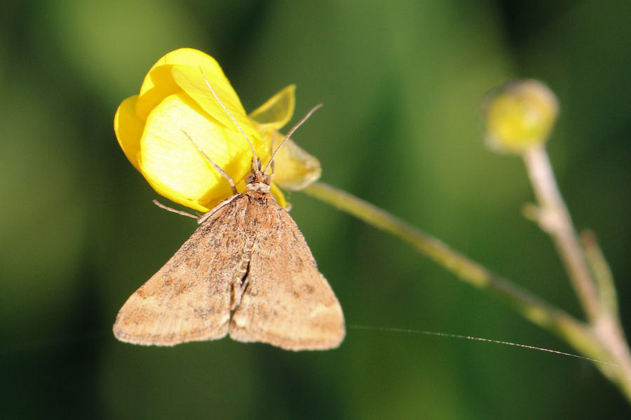 Crambidae? - S, Pyrausta despicata