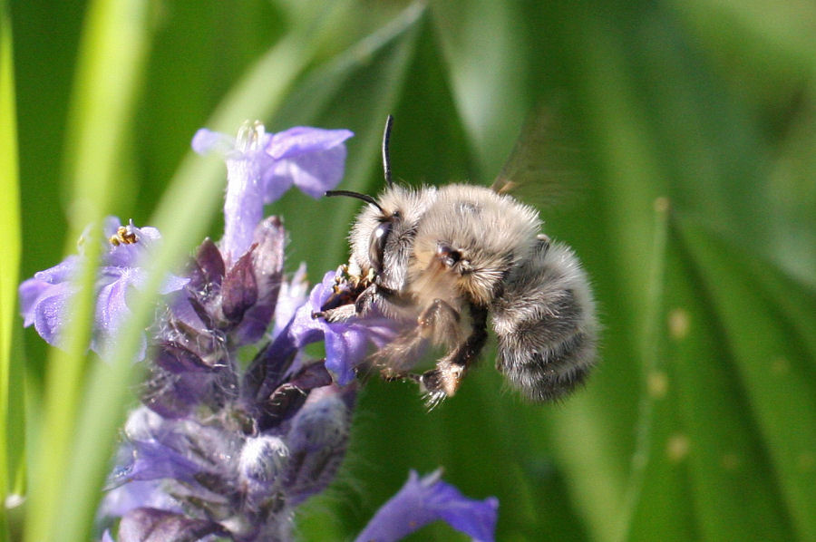 Maschio di Anthophora plumipes?  S!