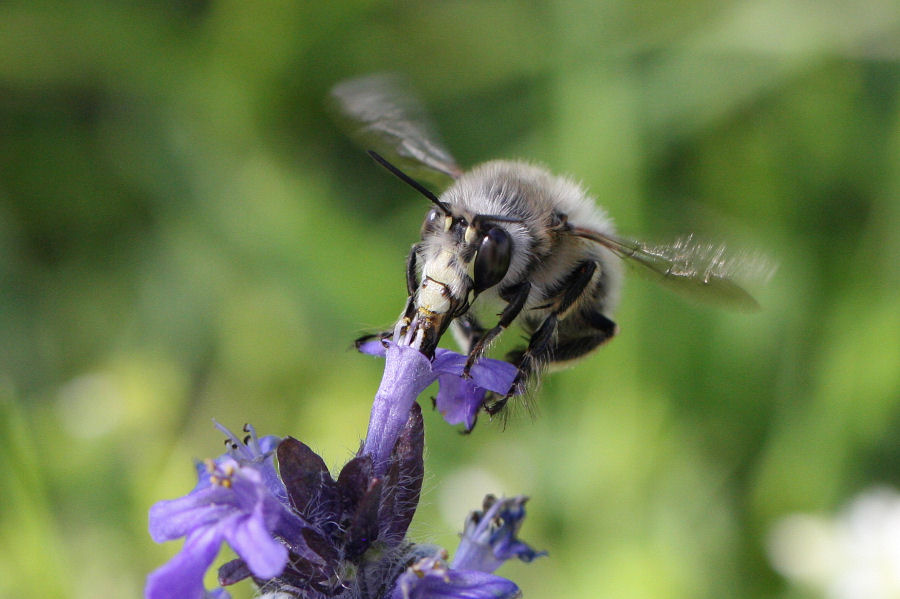 Maschio di Anthophora plumipes?  S!