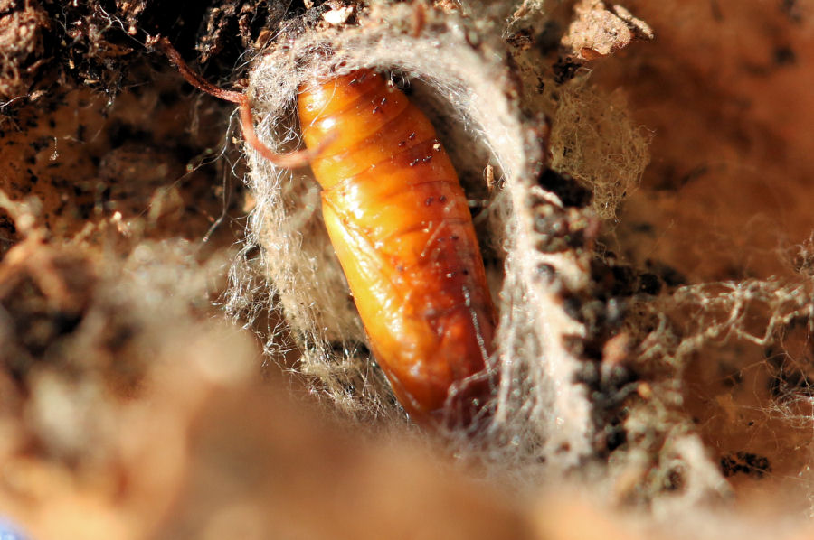 Pyralidae della noce: Apomyelois ceratoniae?