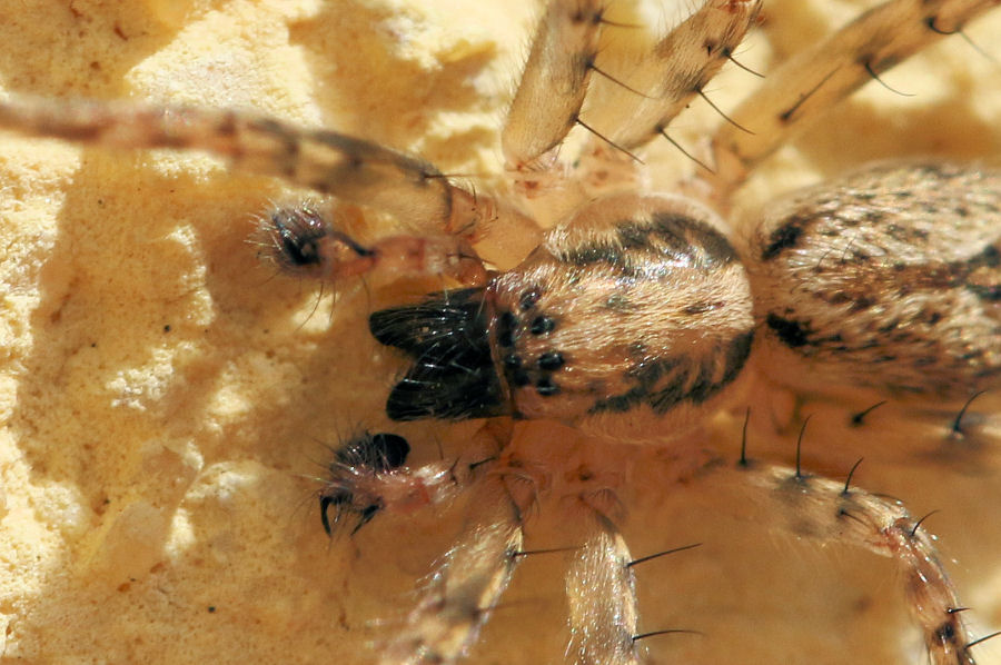 Anyphaena sp., maschio - Castel Maggiore (BO)