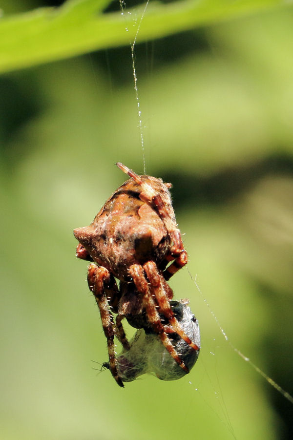 Gibbaranea?  No, Araneus angulatus - Castel Maggiore (BO)