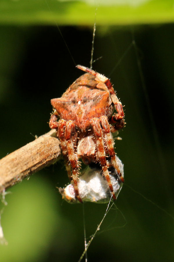 Gibbaranea?  No, Araneus angulatus - Castel Maggiore (BO)