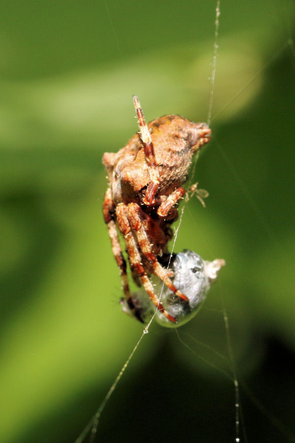 Gibbaranea?  No, Araneus angulatus - Castel Maggiore (BO)