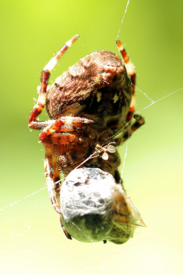 Gibbaranea?  No, Araneus angulatus - Castel Maggiore (BO)