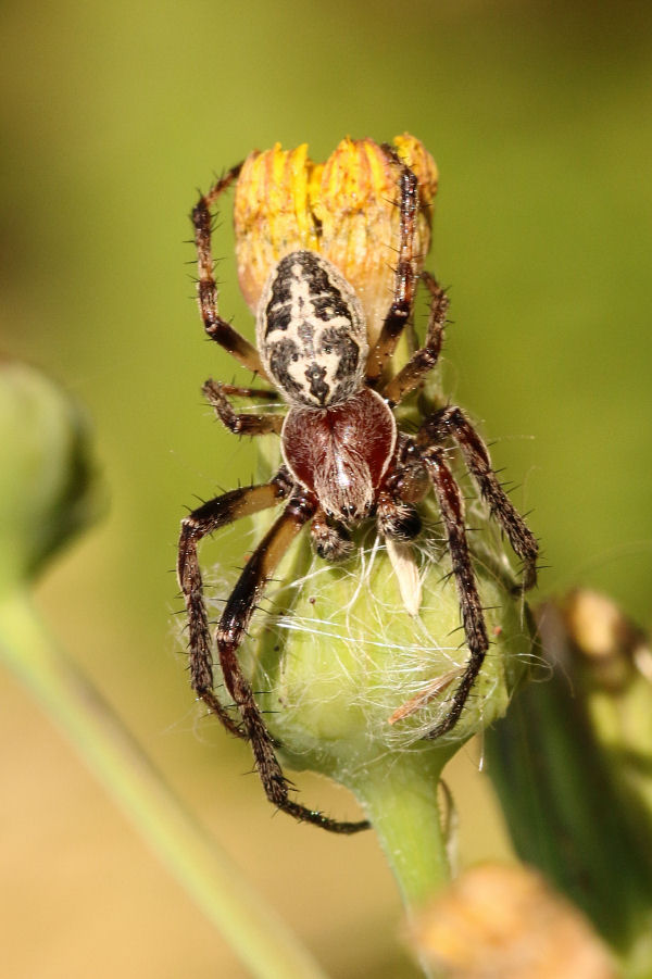 Larinioides sp., maschio - Castel Maggiore (BO)