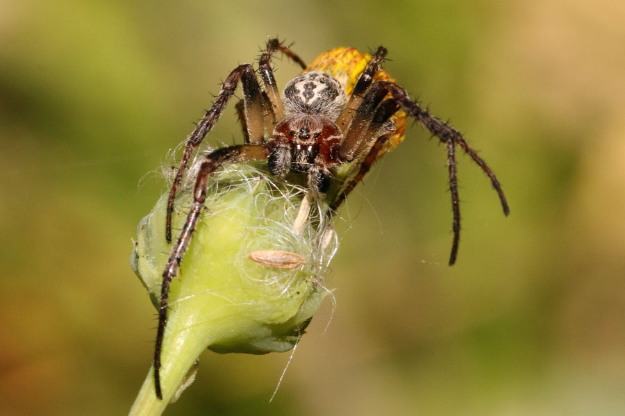 Larinioides sp., maschio - Castel Maggiore (BO)