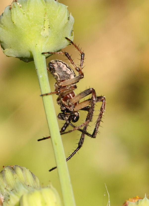 Larinioides sp., maschio - Castel Maggiore (BO)