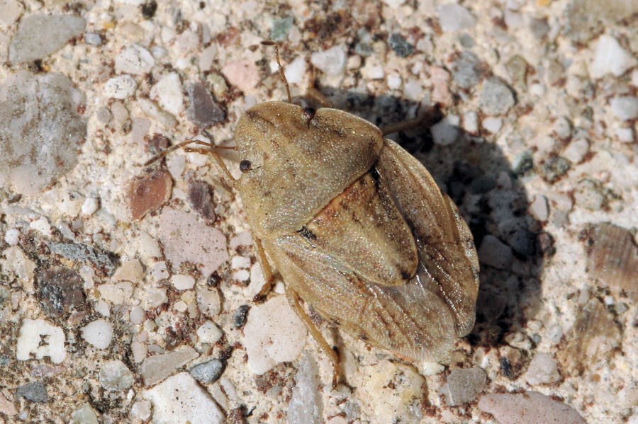 Pentatomidae: Sciocoris sulcatus