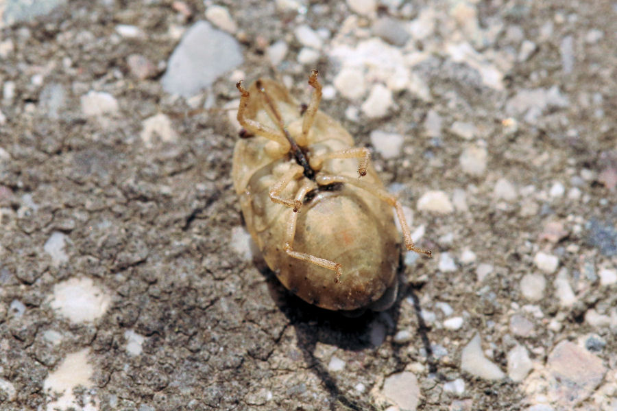 Pentatomidae: Sciocoris sulcatus