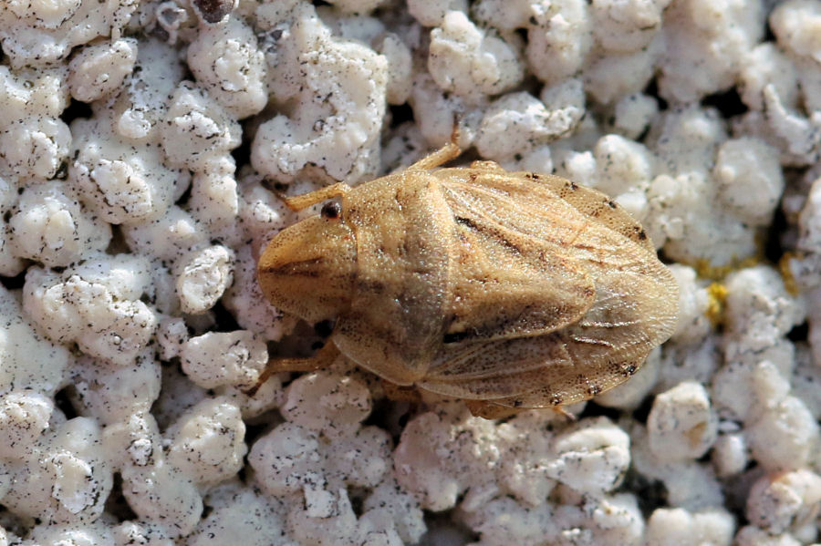 Pentatomidae: Sciocoris sulcatus