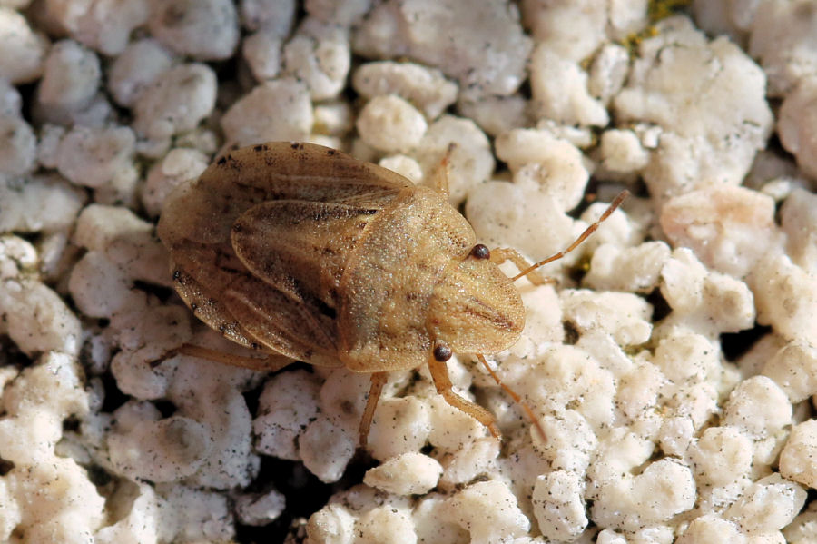 Pentatomidae: Sciocoris sulcatus